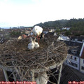 06_55-nest.jpg