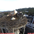 07_00-nest.jpg