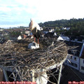 07_15-nest.jpg