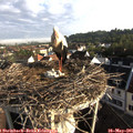 07_25-nest.jpg