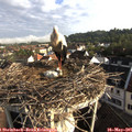 07_30-nest.jpg