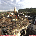 07_35-nest.jpg
