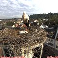 07_40-nest.jpg