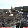 07_45-nest.jpg