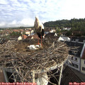 07_50-nest.jpg