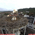 07_55-nest.jpg