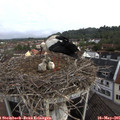 08_00-nest.jpg
