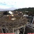08_05-nest.jpg