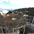 08_10-nest.jpg