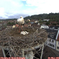 08_15-nest.jpg