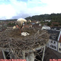 08_20-nest.jpg