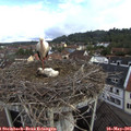 08_25-nest.jpg