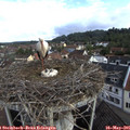08_30-nest.jpg