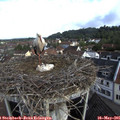 08_35-nest.jpg