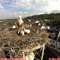 08_45-nest.jpg