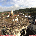 08_50-nest.jpg