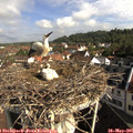 09_00-nest.jpg