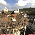 09_05-nest.jpg