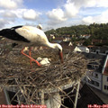 09_10-nest.jpg