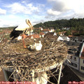 09_15-nest.jpg