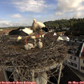 09_20-nest.jpg
