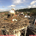 09_25-nest.jpg