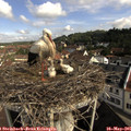 09_30-nest.jpg