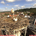 09_35-nest.jpg