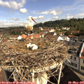 09_40-nest.jpg