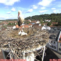 09_45-nest.jpg