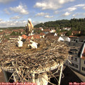 09_50-nest.jpg