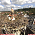 10_05-nest.jpg