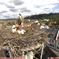 10_10-nest.jpg