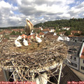 10_15-nest.jpg