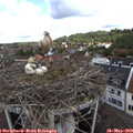 10_20-nest.jpg