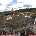 10_40-nest.jpg