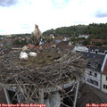 10_45-nest.jpg