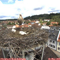 10_50-nest.jpg