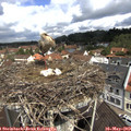 10_55-nest.jpg