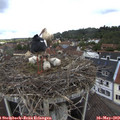 11_00-nest.jpg
