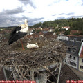 11_05-nest.jpg