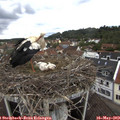11_10-nest.jpg