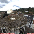 11_15-nest.jpg