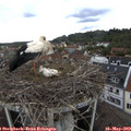 11_20-nest.jpg