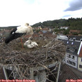 11_25-nest.jpg