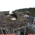 11_30-nest.jpg