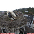 11_35-nest.jpg