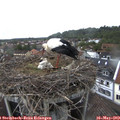 11_45-nest.jpg