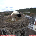 11_50-nest.jpg