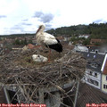 11_55-nest.jpg